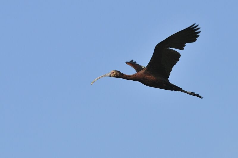 Ibis à face blancheadulte