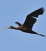 White-faced Ibis