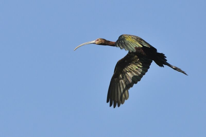 Ibis à face blancheadulte