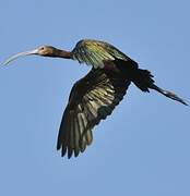 White-faced Ibis