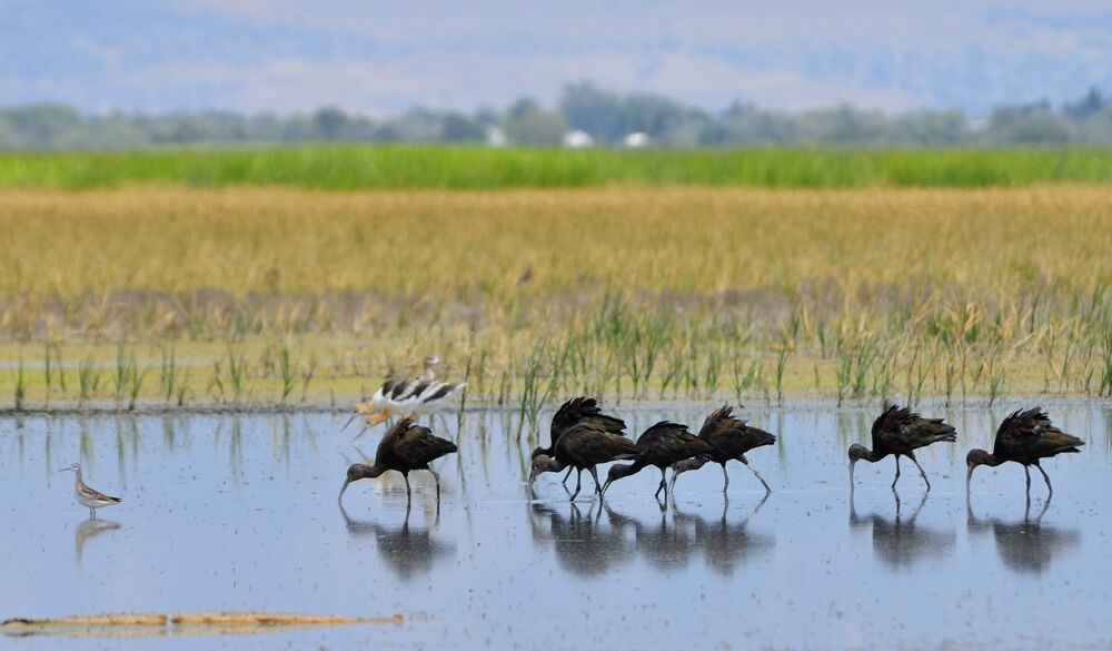 White-faced Ibisadult, Behaviour