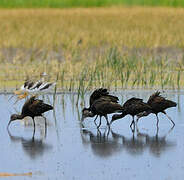 White-faced Ibis