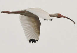 American White Ibis