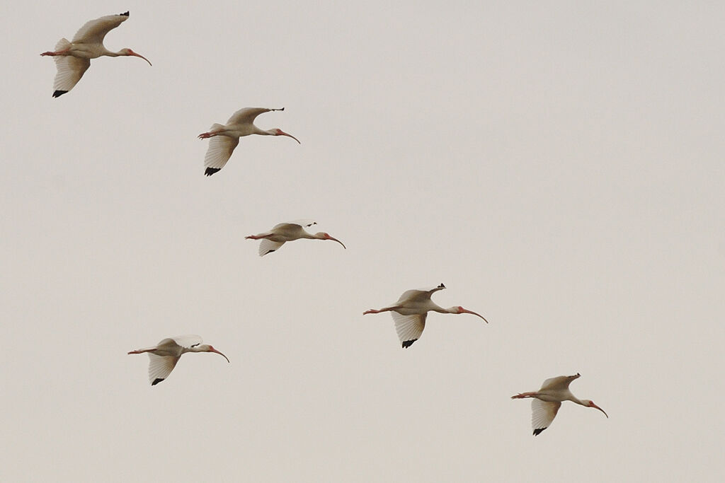 American White Ibisadult, Flight