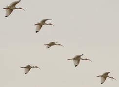 American White Ibis