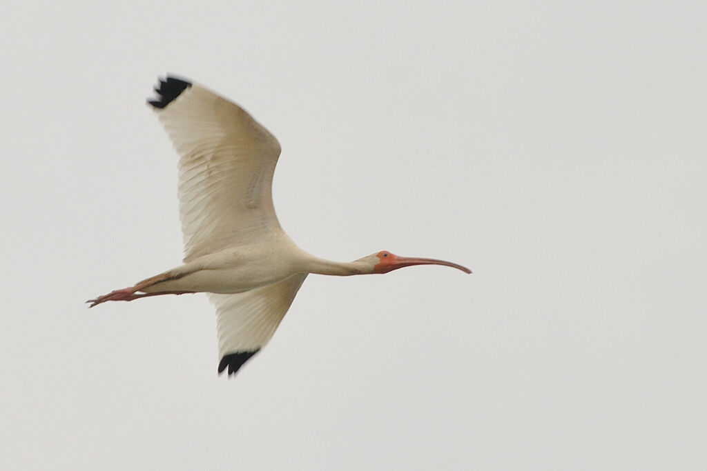 American White Ibisadult, Flight