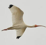 American White Ibis