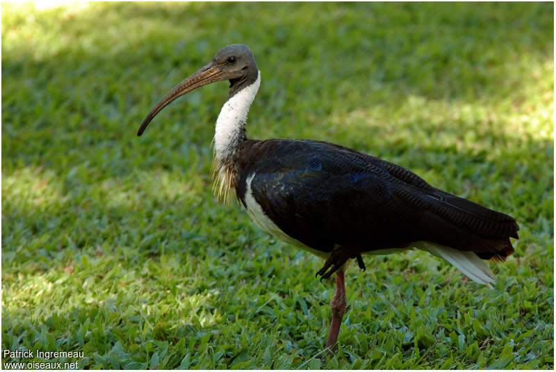 Straw-necked Ibisadult