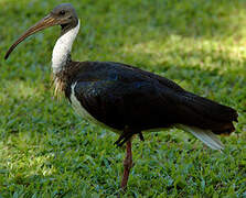 Straw-necked Ibis