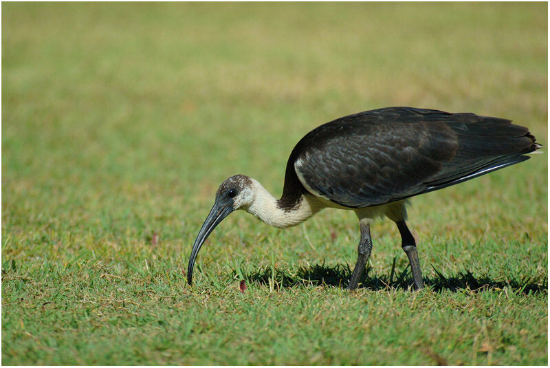 Ibis d'Australieimmature