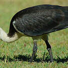 Ibis d'Australie