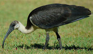 Straw-necked Ibis