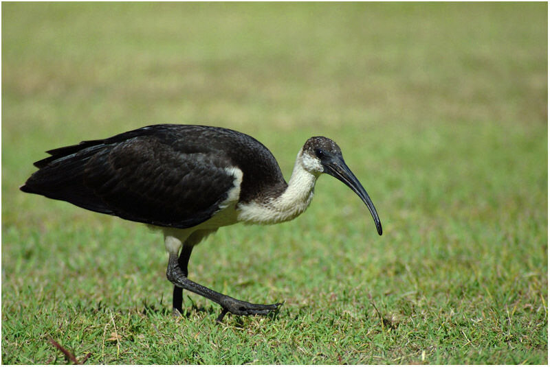 Ibis d'Australieimmature