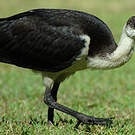 Ibis d'Australie