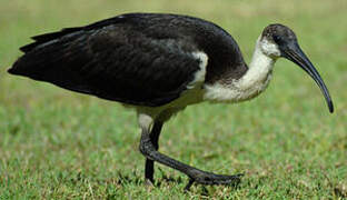 Straw-necked Ibis