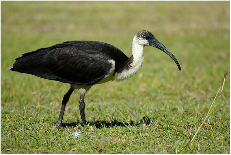 Straw-necked Ibisimmature