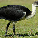 Ibis d'Australie