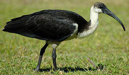 Ibis d'Australie