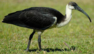 Straw-necked Ibis