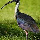 Ibis d'Australie