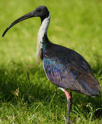 Straw-necked Ibis