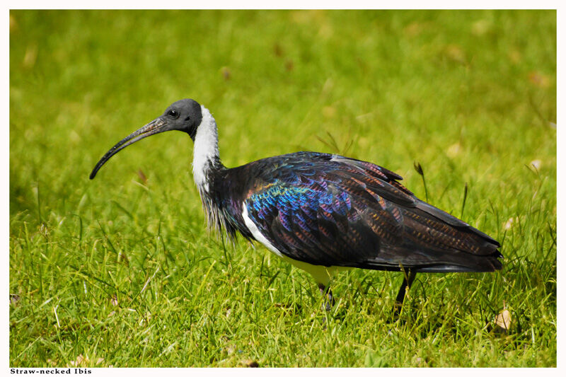 Straw-necked Ibis