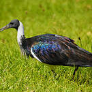 Ibis d'Australie