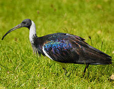 Straw-necked Ibis