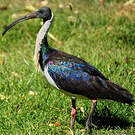 Ibis d'Australie