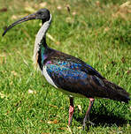 Ibis d'Australie