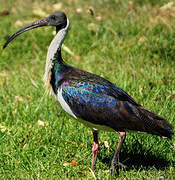 Straw-necked Ibis