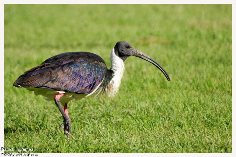 Ibis d'Australieadulte, identification