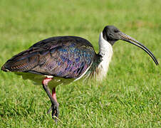 Straw-necked Ibis