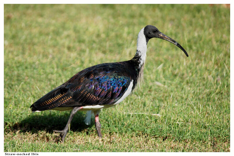 Ibis d'Australie