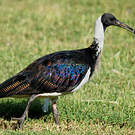 Ibis d'Australie