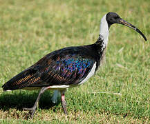 Straw-necked Ibis