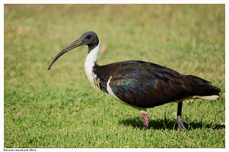 Straw-necked Ibis