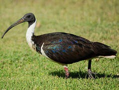 Straw-necked Ibis