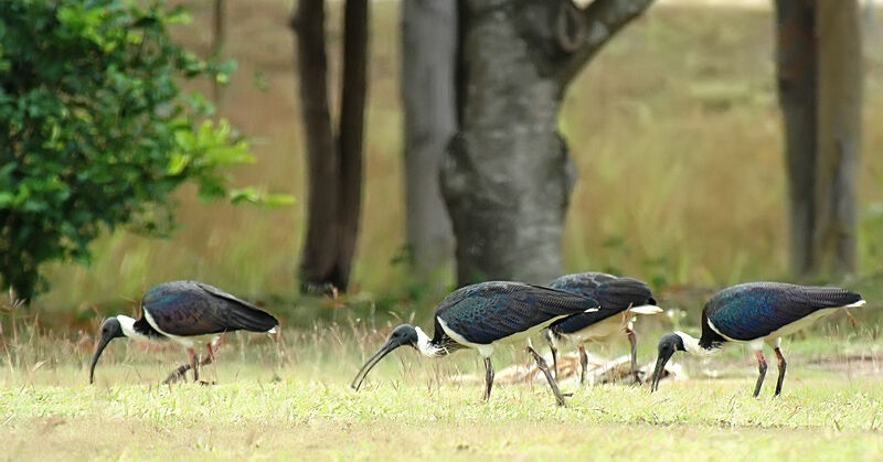 Ibis d'Australie