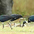 Ibis d'Australie