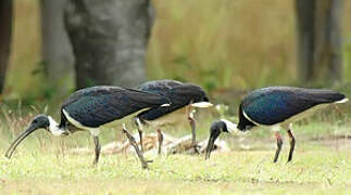 Straw-necked Ibis