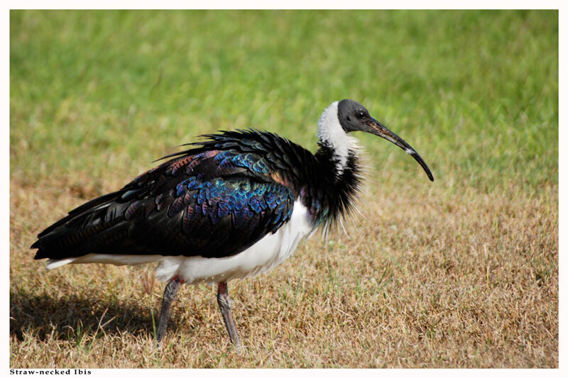 Straw-necked Ibis