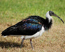 Straw-necked Ibis