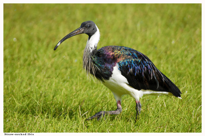 Straw-necked Ibis