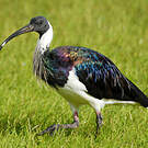 Ibis d'Australie