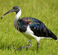 Straw-necked Ibis