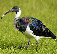 Ibis d'Australie