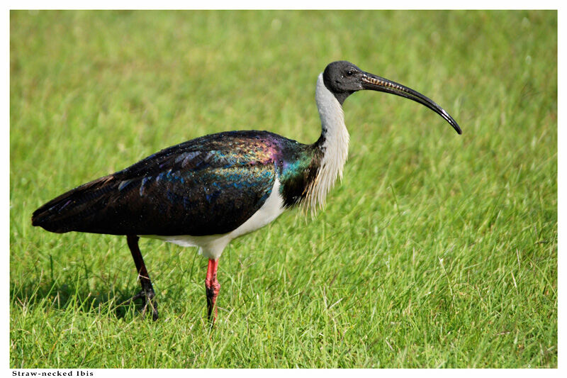 Ibis d'Australieadulte