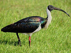 Ibis d'Australie