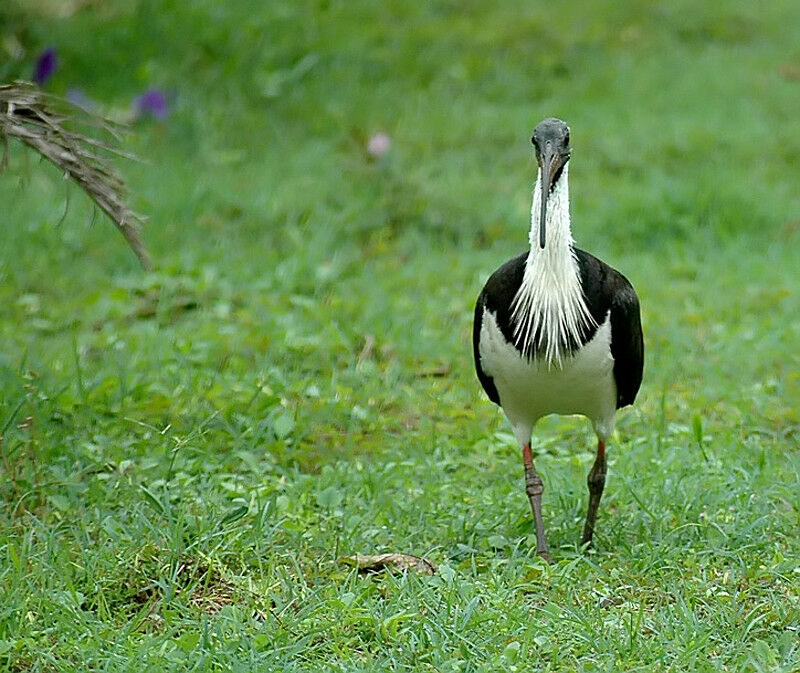 Ibis d'Australie